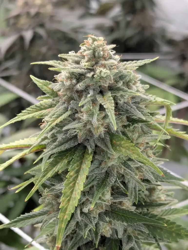 Sour Strawberry - Barneys Farm