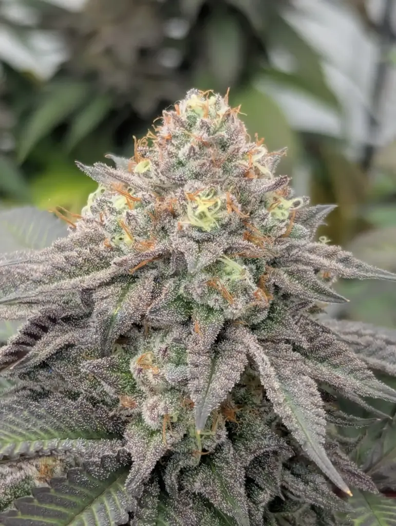 GMO x Hollywood von Cookies