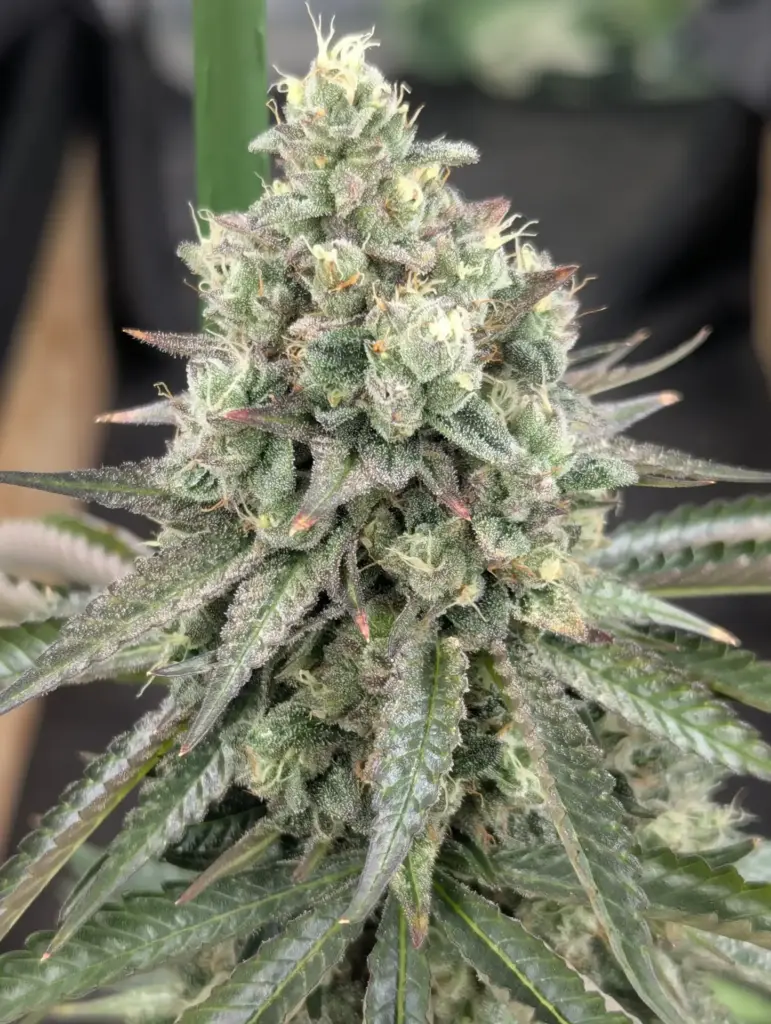 Jack Herer - Sensi Seeds