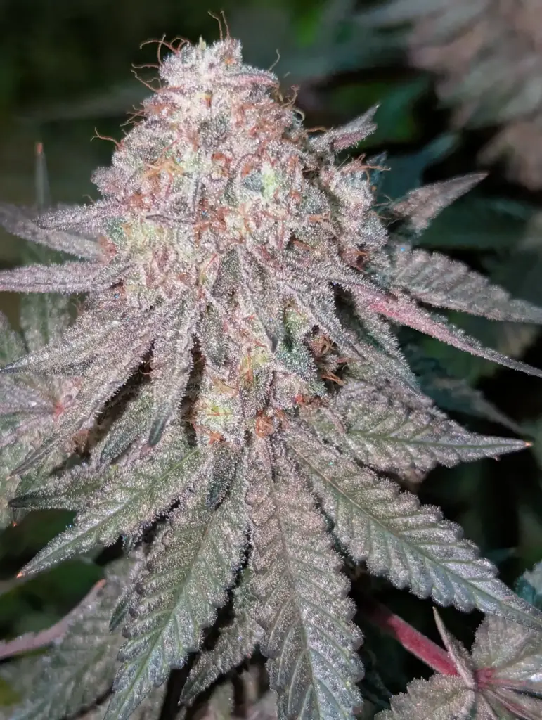 Northern Lights - Sensi Seeds