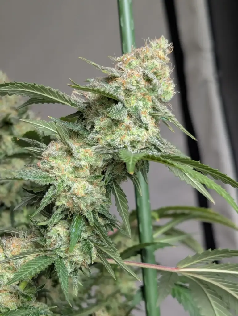 24K Gold - DNA Genetics