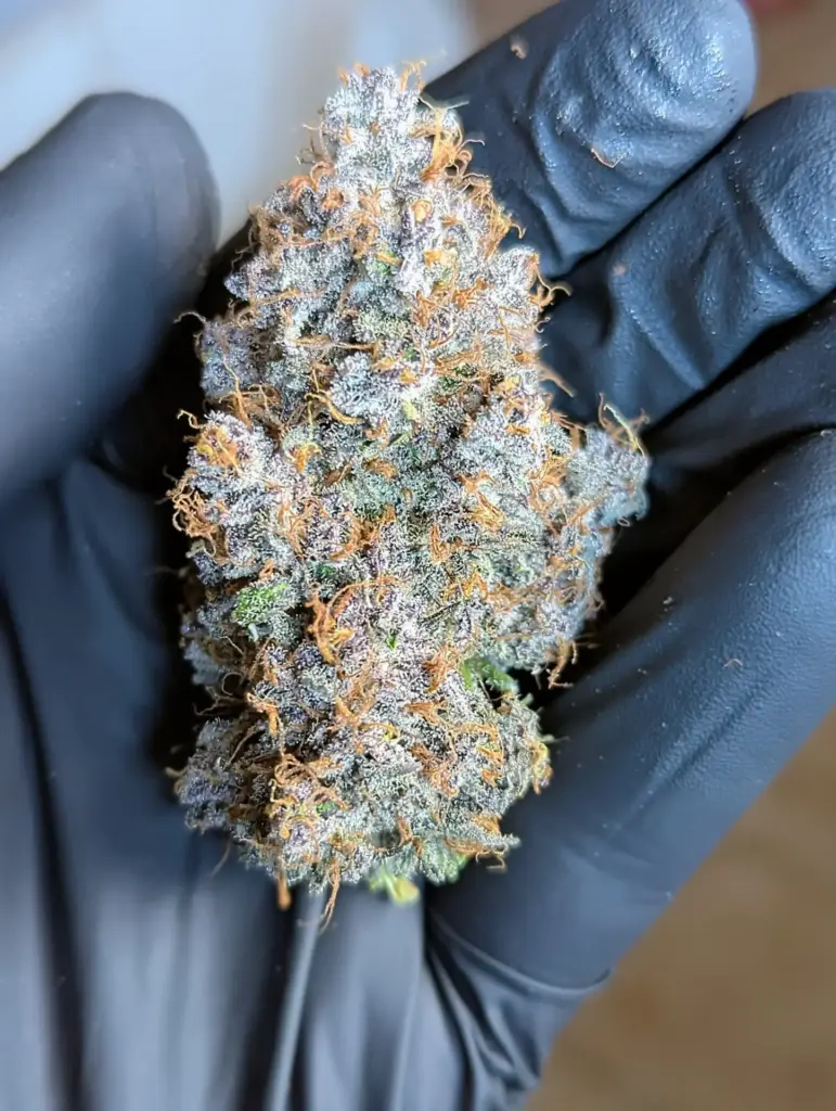 Tropicana Cookies FF - 420FastBuds